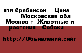 пти брабансон  › Цена ­ 30 000 - Московская обл., Москва г. Животные и растения » Собаки   